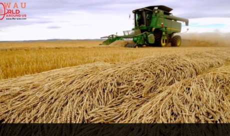 Saudi Arabian agency stops buying Canadian wheat, barley