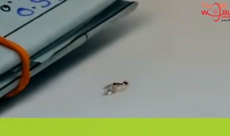 Video: Tiny ant walks off with diamond at jewellery shop 
