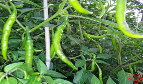 12 Unbelievable Health Benefits of Green Chillies: Zero Calories, But Packed With Vitamins