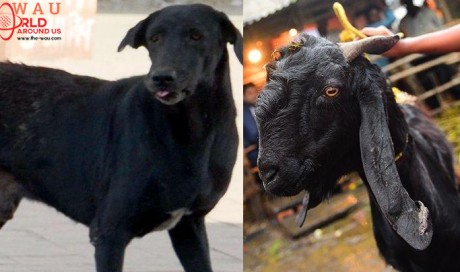 Man Goes To Sell Goats For Eid, Gets Cheated; Comes Back Home With A Dog!