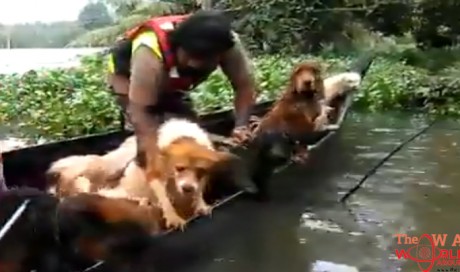 India's 'biggest' pet rescue operation in Kerala floods