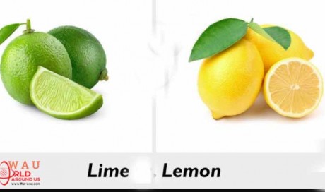 Do You Know The Difference Between Lemon And Lime ?