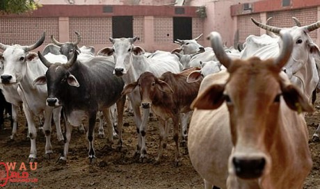 Dubai-based expat beaten to death over cattle theft