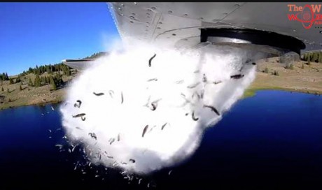 Watch: This Plane Dropped Thousands Of Fish Into A Utah Lake. Here's Why