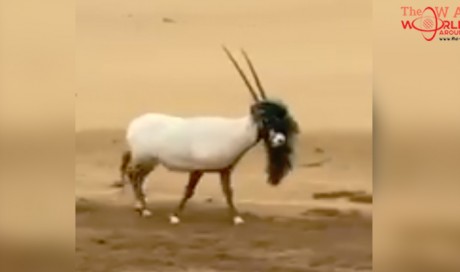 High Highness Sheikh Hamdan rescues entangled oryx in Dubai : Watch 
