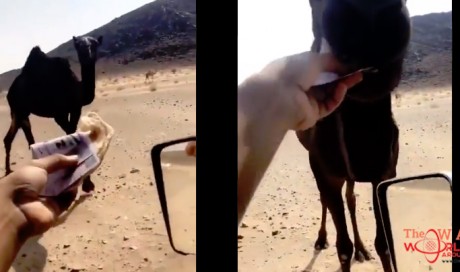 Saudi Man feeds camel bread stuffed with Saudi Riyals