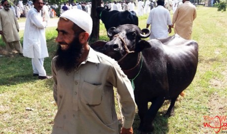 Cash cows: Pakistan PM's house auctions buffaloes for austerity