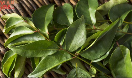 Diabetes Management: How Curry Leaves Could Help Manage Blood Sugar Levels