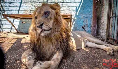 Animals Are Malnourished & Mistreated At This 'Zoo From Hell' In Albania, It's Heartbreaking!