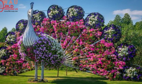 Dubai Miracle Garden Has Over 60 Million Mega Flowers 