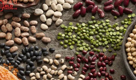 The Power of Beans, the Cancer Fighting Food