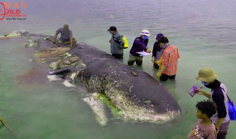 Sperm whale washed up in Indonesia had plastic bottles, bags in stomach