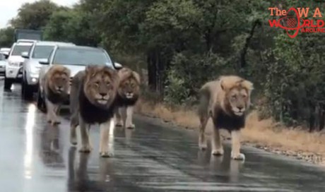 Video: Lions halt traffic, shock motorists by strolling on road