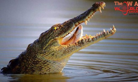Man bites crocodile to free 12-year-old son