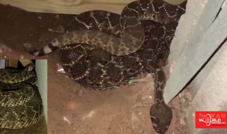 Video: Man shocked to find 45 snakes under his home, clip goes viral