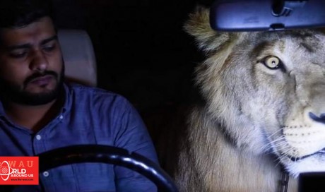 Video: Pakistani brothers drive around Karachi with lion in car