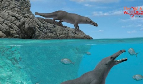 Fossil of prehistoric four-legged whale found in Peru