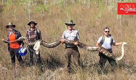Using male pythons, US team catches huge female python with 73 developing eggs