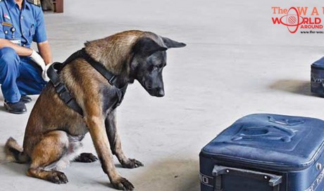 Kuwait customs dogs fail to detect drugs, other contraband