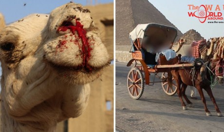 Horrific footage: Donkeys and camels forced to carry tourists around