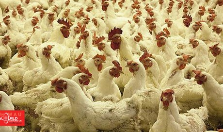 Ban on import of poultry products from Pakistan