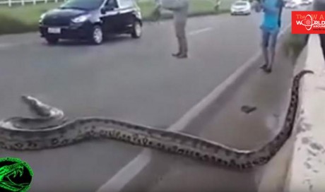 Video: Over 3-metre anaconda crossing road halts traffic