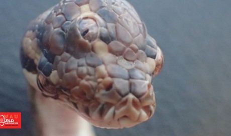 Three-eyed snake found on Australian highway