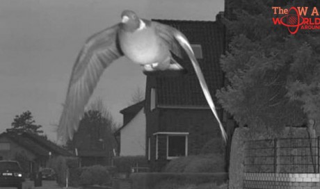 'Speeding' pigeon caught on camera goes viral