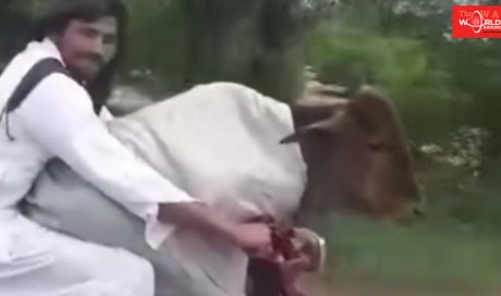 Video: Pakistani man rides with cow in the front seat, goes viral