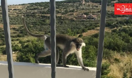 Gorilla warfare: Escaped Lebanese monkey causes chaos in Israel