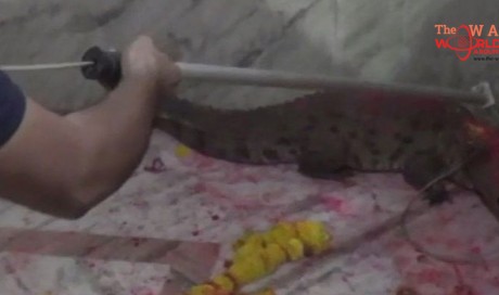 Crocodile strays into temple in India and gets worshipped