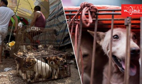 Fears Grow As More Than 3000 Dogs Slaughtered For Stew At Yulin Festival