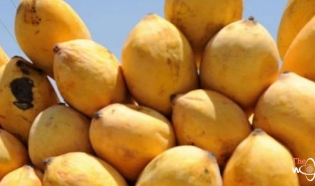 Enjoy three-day festival of Pakistani mangoes in Dubai
