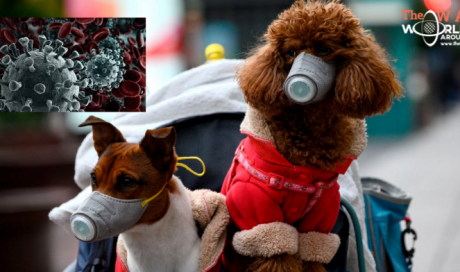 World's first pet dog infected with coronavirus