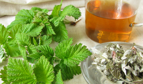 Thinking About Herbs for Weight Loss? 7 Herbs Can Help You Lose Weight