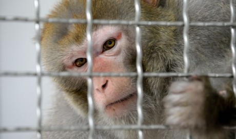 Coronavirus trials on monkeys find liquorice effective at treating infection