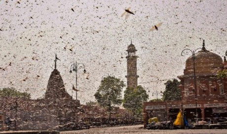 Blasting DJ to Banging Thalis: How Farmers are Fighting the Locust Attack in North India