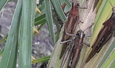 Argentina, Brazil monitor massive locust swarm; crop damage seen limited