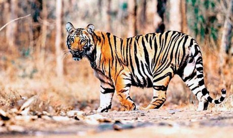Global Tiger Day 2020: 70% of world\'s tiger population lives in India; know the importance of conservation