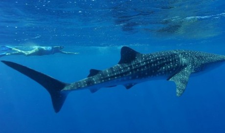 Ningaloo Reef: Woman injured by whale shark at Australian tourist spot