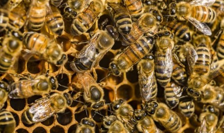 Honeybee venom \'kills some breast cancer cells\'