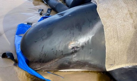 Pilot whales Tasmania: Almost 400 die in Australia\'s worst stranding