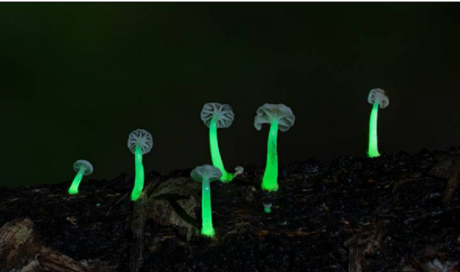 Mystery of Meghalaya’s magically glowing mushrooms